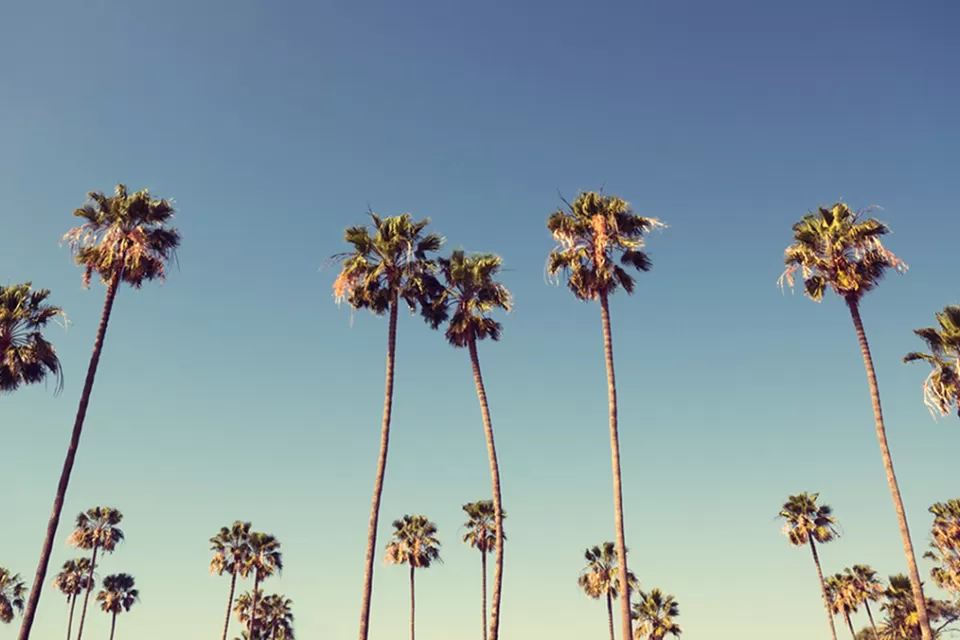 Palm Trees